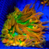 TC Entacmaea Quadricolor Rainbow