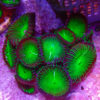 TC Zoanthus/Palythoa Nuclear Green Pólipos Gigantes - Imagen 2
