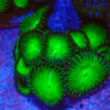 TC Zoanthus/Palythoa Nuclear Green Pólipos Gigantes