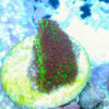 TC Porites The Grinch - Imagen 2
