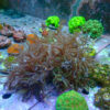 TC Clavularia Weeping Willow Colonia XXL - Imagen 2