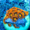 TC Zoanthus Orange Explosion - Imagen 2