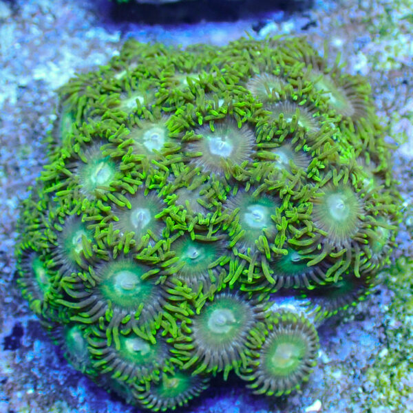 TC Zoanthus Tropical Emeralds - Imagen 2