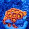 TC Zoanthus Orange Explosion