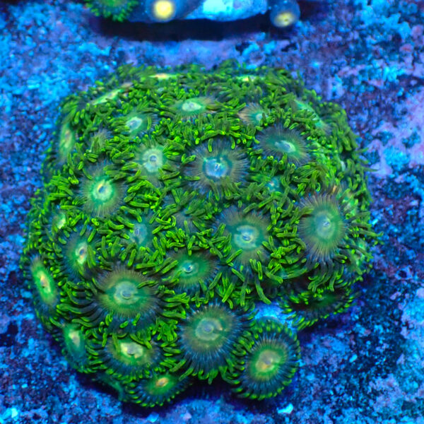 TC Zoanthus Tropical Emeralds