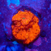 TC Blastomussa BloodShot