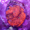 TC Blastomussa BloodShot - Imagen 2