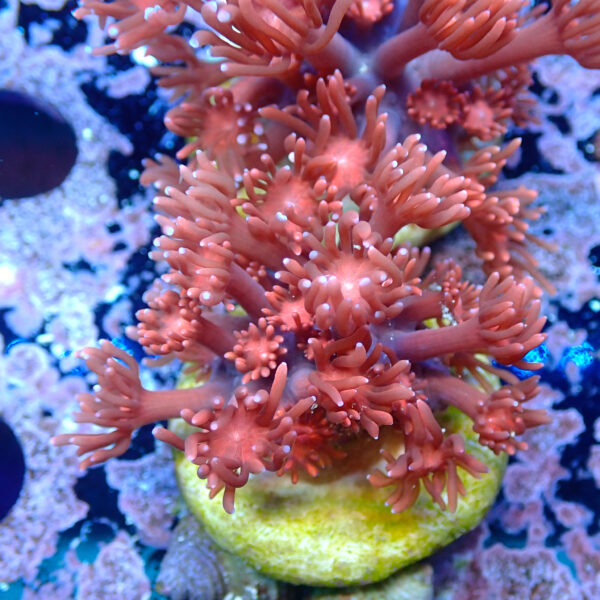 TC Goniopora Dark Red - Imagen 2