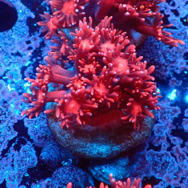 TC Goniopora Dark Red