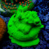 TC Psammacora Green Forest Frag XL - Imagen 2