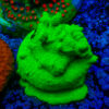 TC Psammacora Green Forest Frag XL