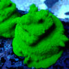 TC Psammacora Green Forest Frag XL - Imagen 2