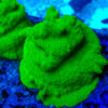TC Psammacora Green Forest Frag XL