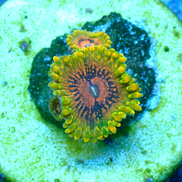 TC Zoanthus Grand Master Krakatoa - Imagen 2