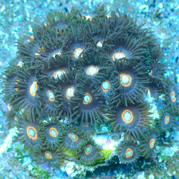 TC Zoanthus U.F.O. mini colonia - Imagen 2