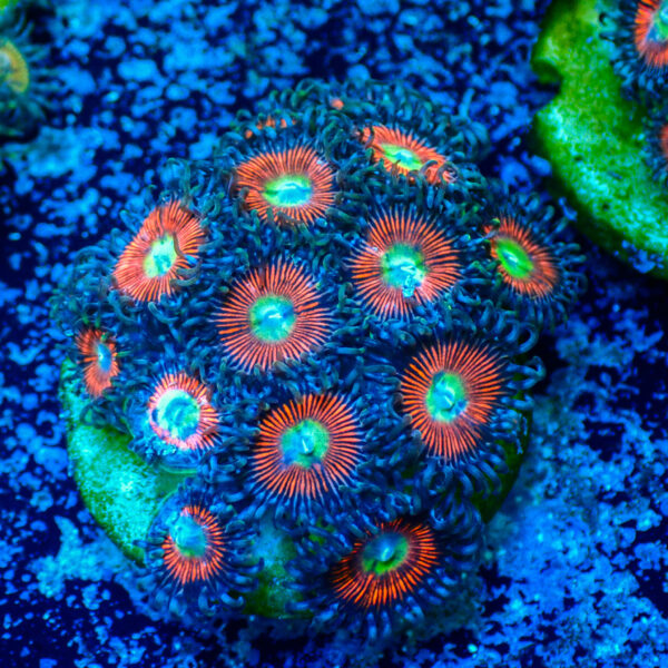 TC Zoanthus Everlasting Gobstopper - Imagen 2