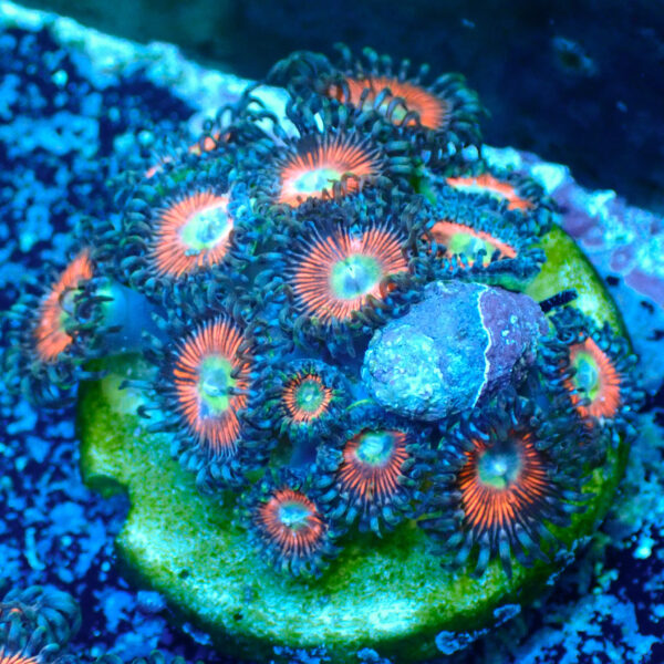 TC Zoanthus Everlasting Gobstopper mini colonia - Imagen 2