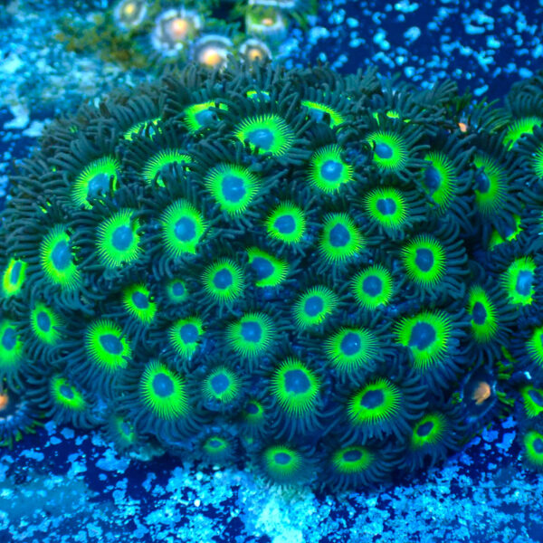 TC Zoanthus Mean Green - Imagen 2