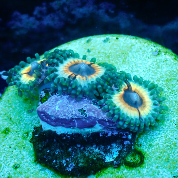 TC Zoanthus Vampire in Drag - Imagen 2