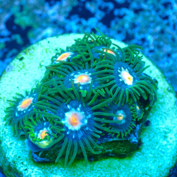 TC Zoanthus Stargazer - Imagen 2