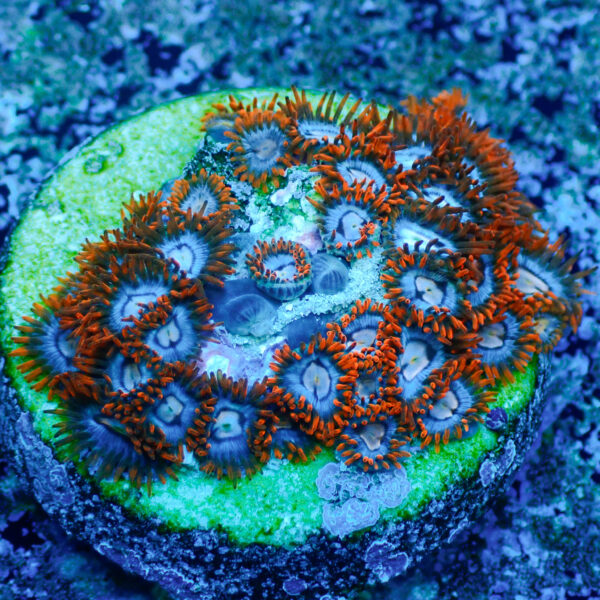 TC Zoanthus Super Mario frag XL - Imagen 2