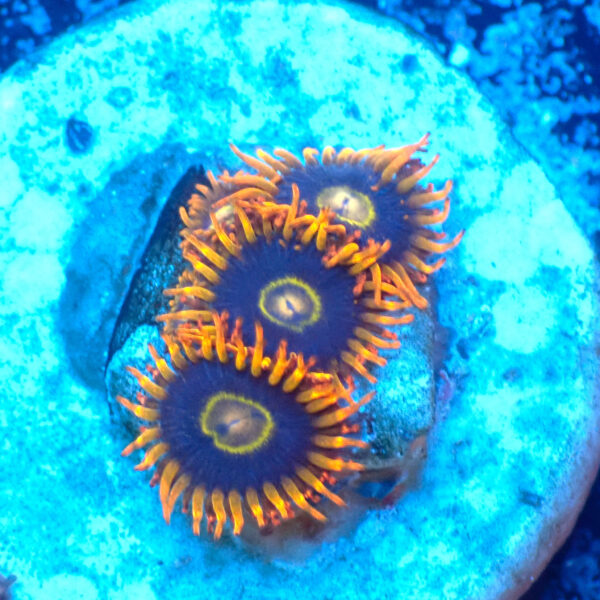 TC Zoanthus Rainbow Hornets