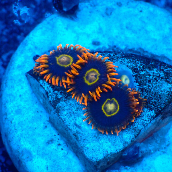 TC Zoanthus Rainbow Hornets