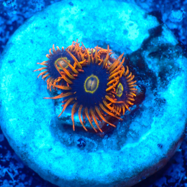 TC Zoanthus Rainbow Hornets