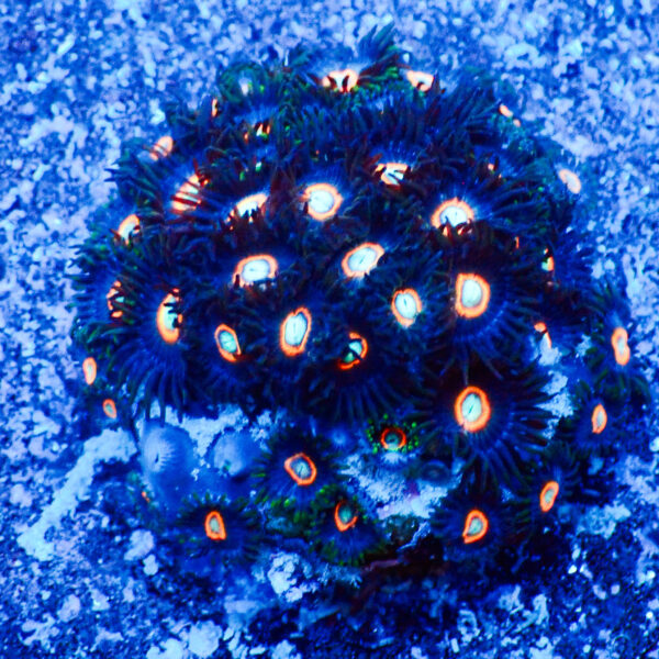 TC Zoanthus U.F.O. mini colonia