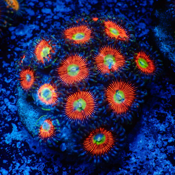 TC Zoanthus Everlasting Gobstopper