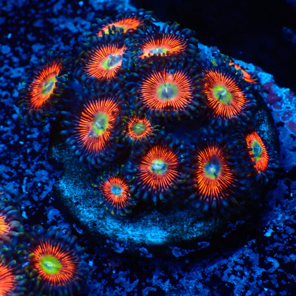 TC Zoanthus Everlasting Gobstopper mini colonia