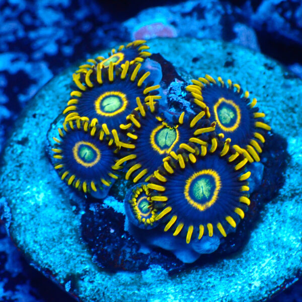 TC Zoanthus Blue Hornets