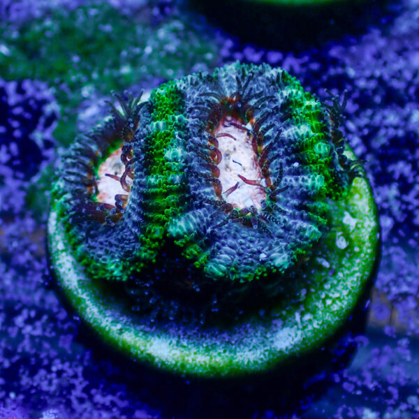 TC Micromussa amakusensis Pink Mouth - Imagen 2