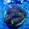 TC Goniastrea Kriptonite - Imagen 2
