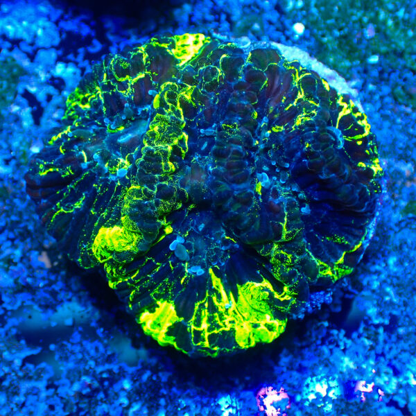 TC Goniastrea Kriptonite frag XL - Imagen 2