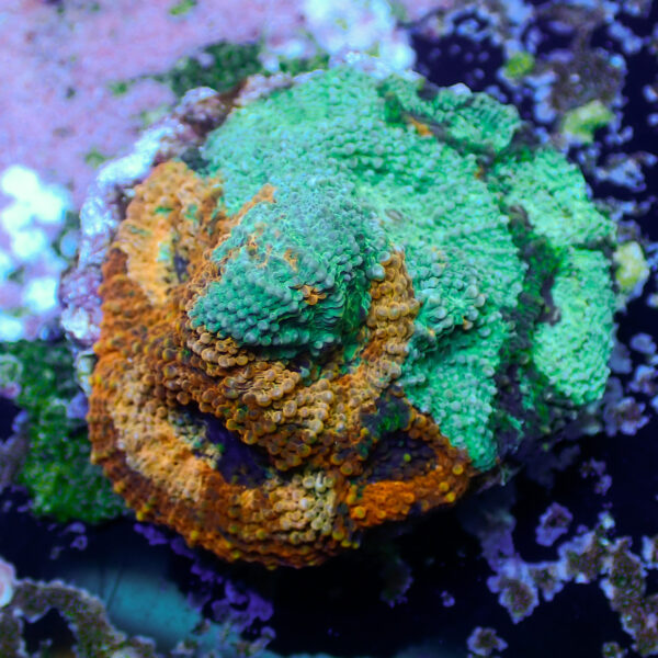 TC Acanthastrea echinata Agent Orange - Imagen 2