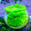 TC Caulastrea Hulk - Imagen 2