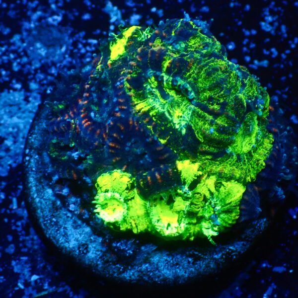 TC Favia Toxic Spill frag XL