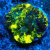 TC Goniastrea Kriptonite frag XL