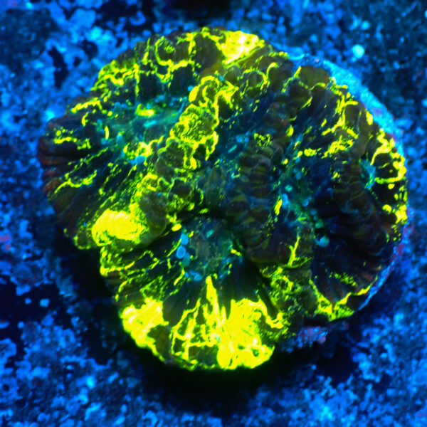 TC Goniastrea Kriptonite frag XL