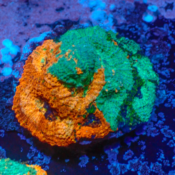 TC Acanthastrea echinata Agent Orange