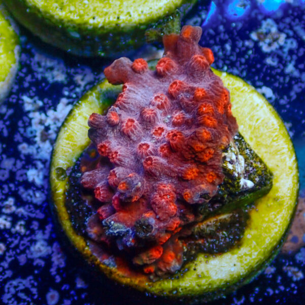 TC Cyphastrea Red Brick - Imagen 2