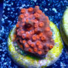 TC Cyphastrea Red Brick - Imagen 2