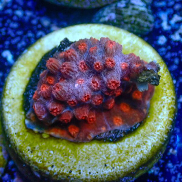 TC Cyphastrea Red Brick - Imagen 2