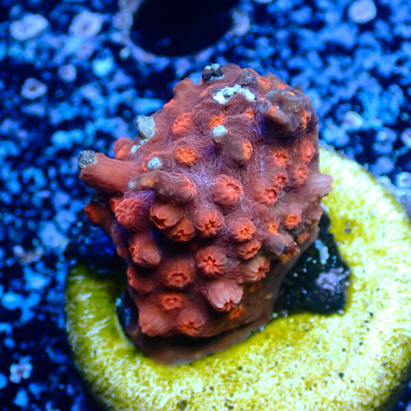 TC Cyphastrea Red Brick - Imagen 2