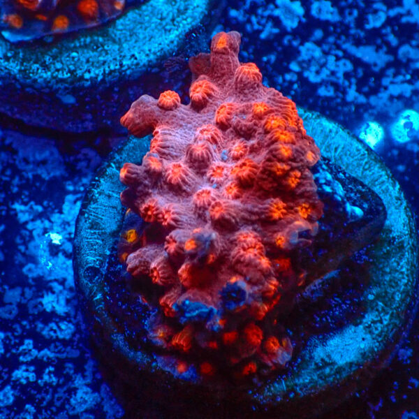 TC Cyphastrea Red Brick