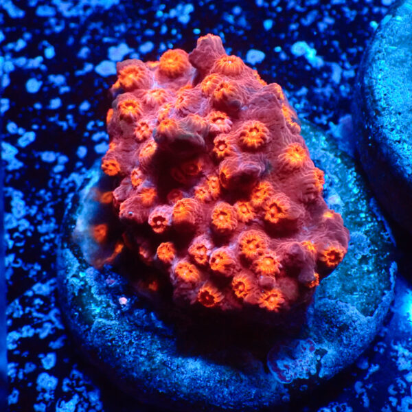 TC Cyphastrea Red Brick