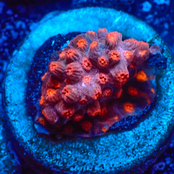 TC Cyphastrea Red Brick