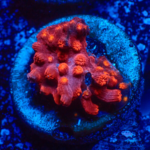 TC Cyphastrea Red Brick