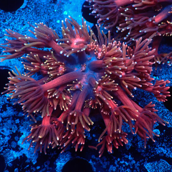 TC Goniopora Blackberry frag XL